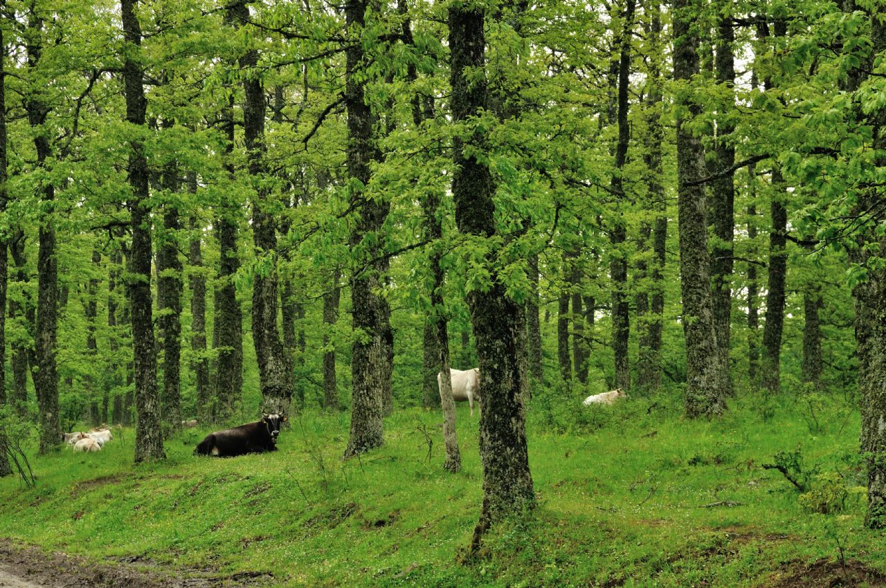 Parco di Gallipoli Cognato Piccole Dolomiti Lucane